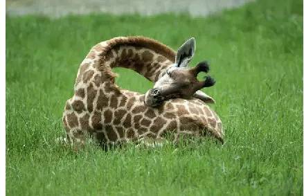 一只睡着的长颈鹿。 