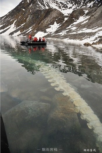 冰岛，一只被搁浅的鲸鱼