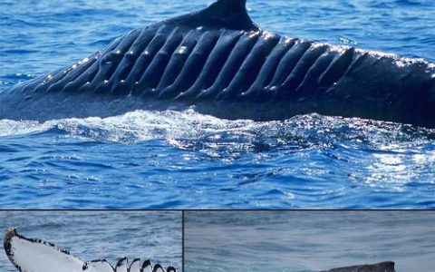图片故事：一头被称为“刀锋行者”的鲸鱼
