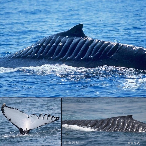 图片故事：一头被称为“刀锋行者”的鲸鱼
