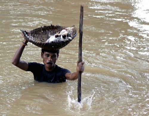 在一次大洪水中，这个人冒着生命危险挽救了这些幼小生命