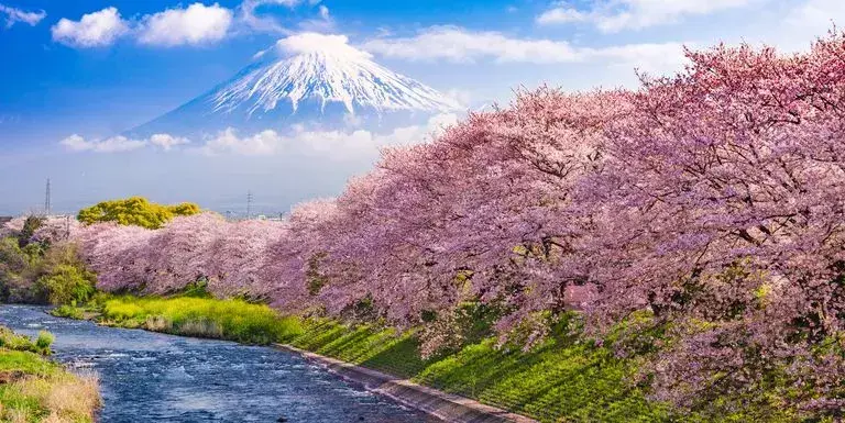 日本国花究竟是什么？还在说“樱花”那你就错了......