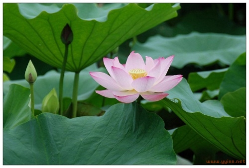 赞美莲花的诗句有哪些（莲花圣洁高雅诗句大全）