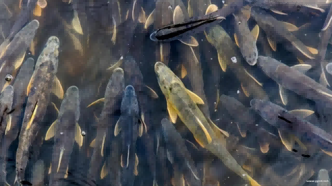 青海湖简介资料（中国最大的内陆湖）