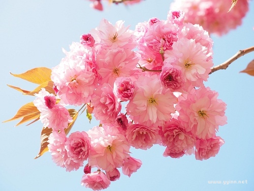 樱花句子唯美文案（樱花发朋友圈的句子）