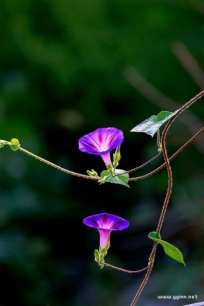 描写牵牛花的优美句子大全（牵牛花的朋友圈文案）