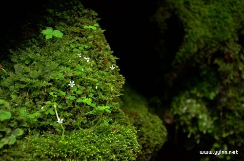 袁枚《苔》赏析（苔袁枚表达了什么）