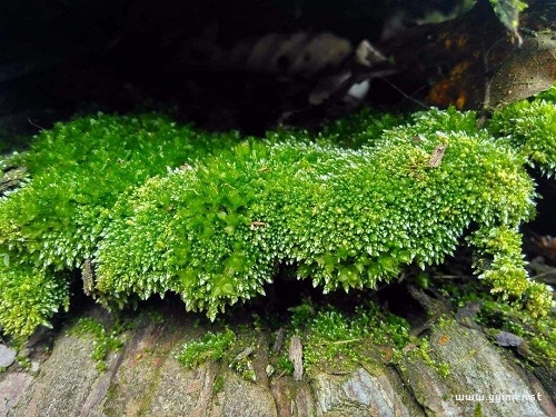 袁枚《苔》赏析（苔袁枚表达了什么）