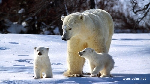 科普：北极熊的毛是什么颜色的？可别再认为是白色了！