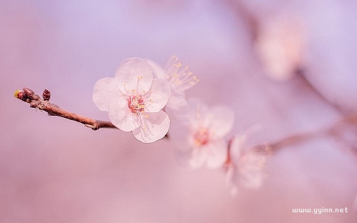 形容桃花的唯美短句（唯美意境桃花古风句子）