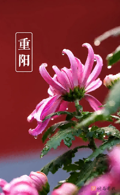 重阳节诗句古诗大全（关于重阳的诗词）