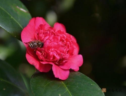 山茶花的花语是什么（山茶花花语和象征）