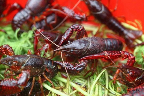 龙虾吃什么食物长得快？家养小龙虾养殖方法和环境要求