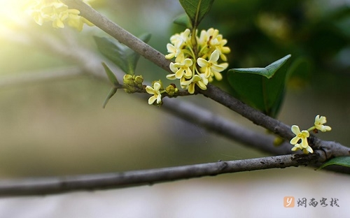 形容桂花香的优美句子（桂花感悟简短的人生语句）