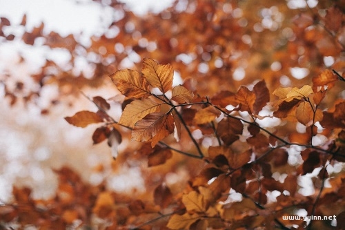 7首有关秋天的古诗，赏识秋天的美，品味诗歌之趣