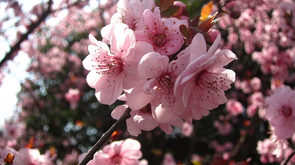 代表春天的花是哪种花（春天最具代表性的花）